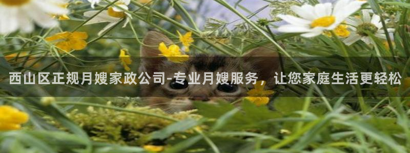 杏悦平台代理怎么赚钱的